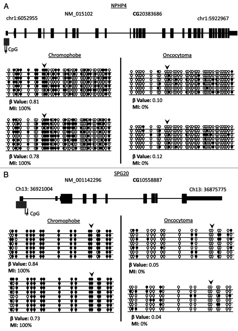 graphic file with name epi-8-252-g6.jpg