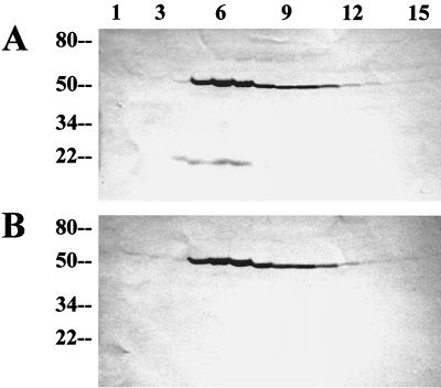 FIG. 5