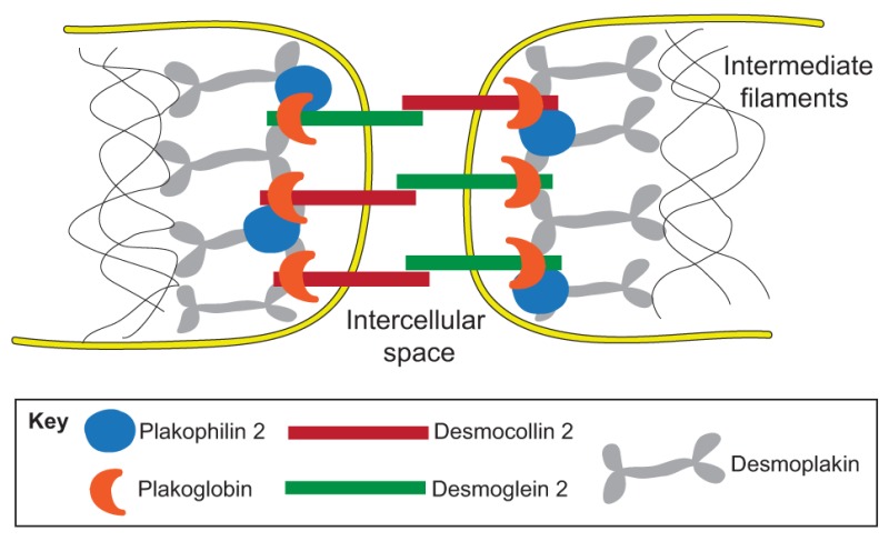 Box 2. Desmosome