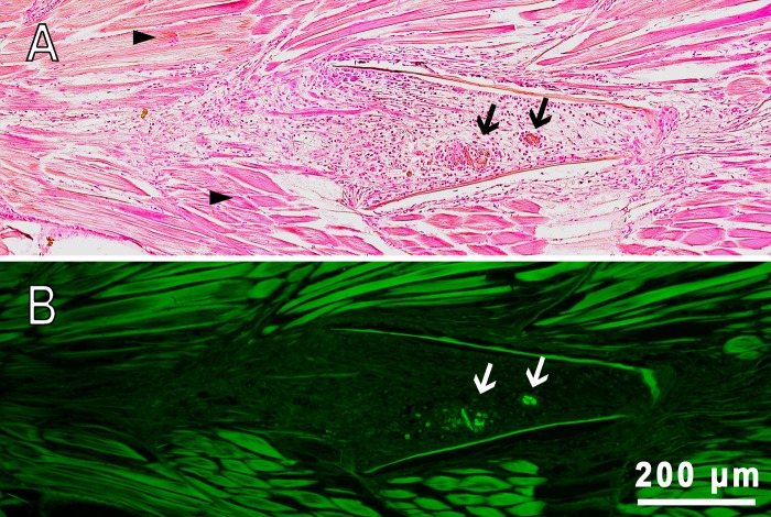 Fig. 6.