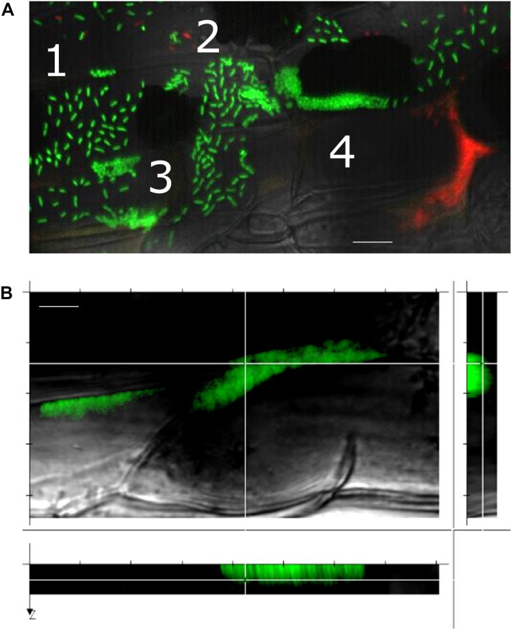 FIGURE 4