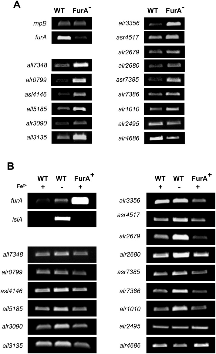 Fig 5