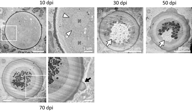 Figure 5