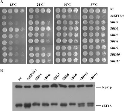 Figure 3.—