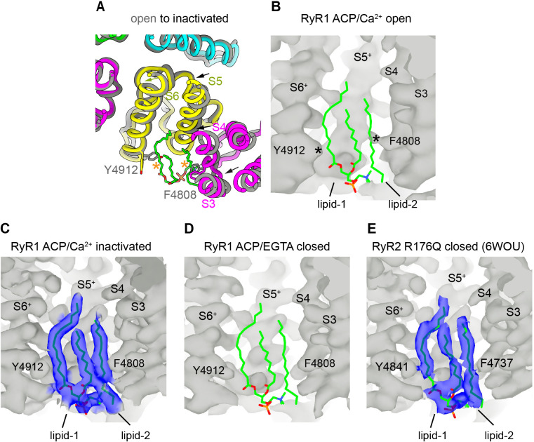 Figure 5—figure supplement 1.