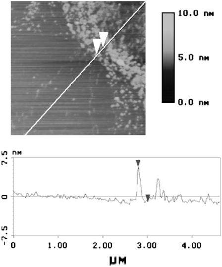 FIGURE 3