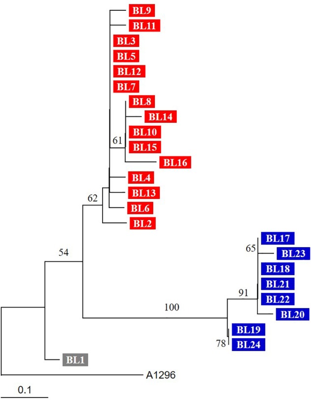 FIGURE 2