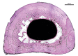 Fig 7