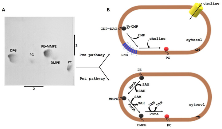 Figure 2