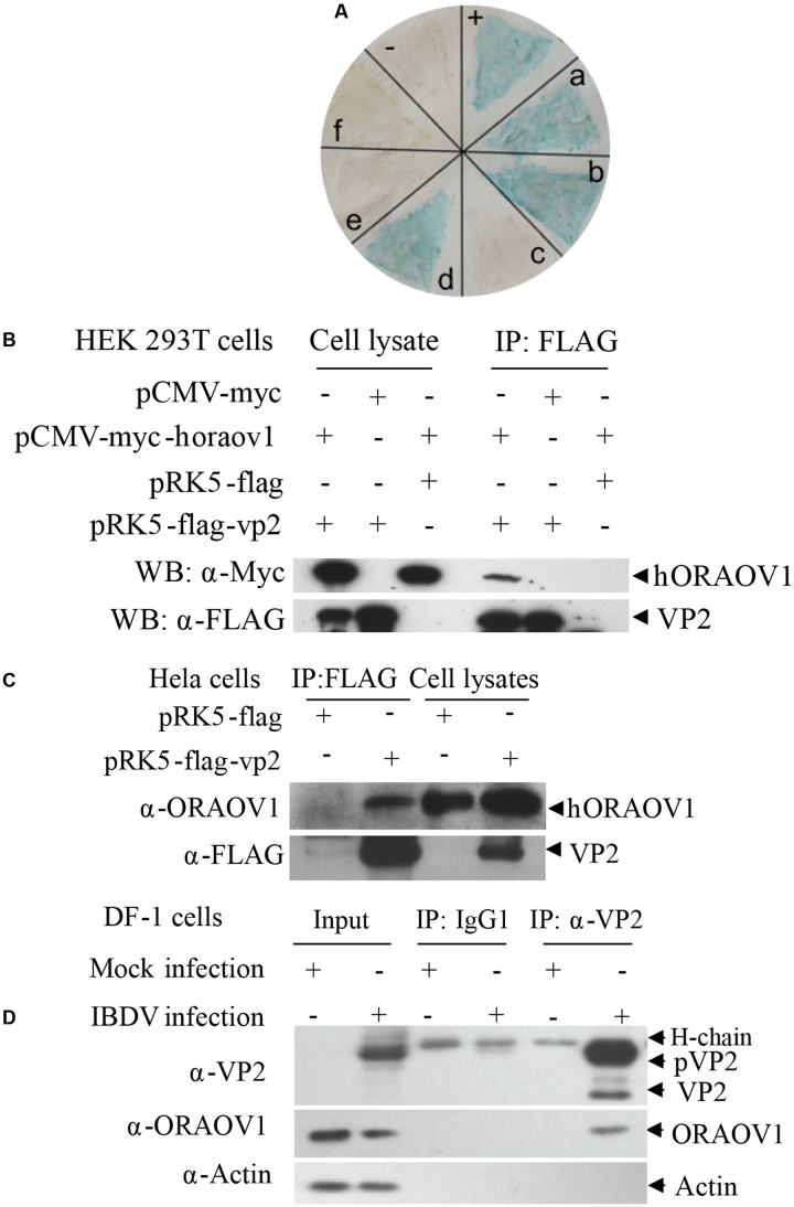 FIGURE 2