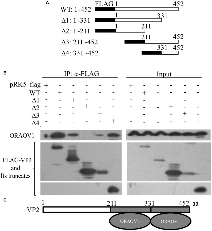 FIGURE 3