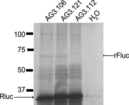 Fig. 5.