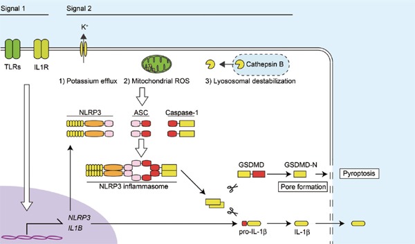 Fig. 2.