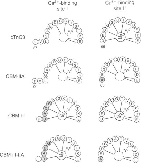 graphic file with name pnas01049-0041-a.jpg