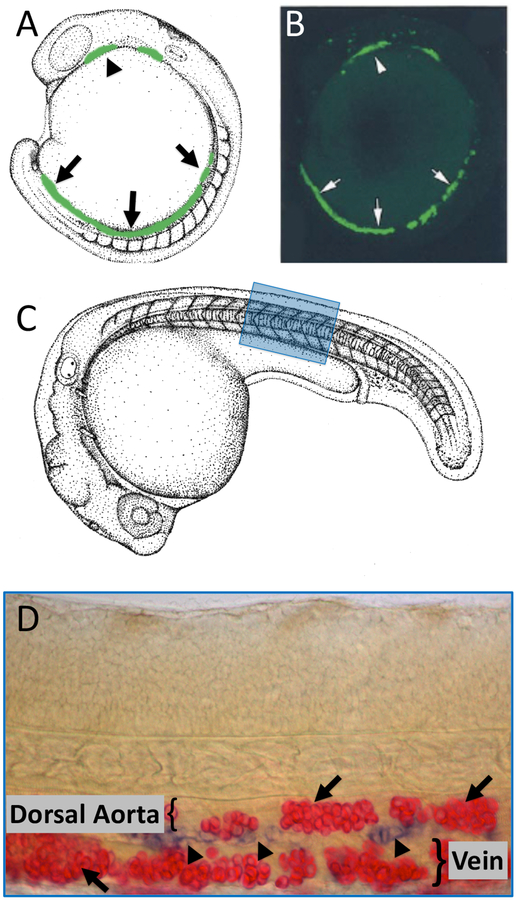 Figure 1: