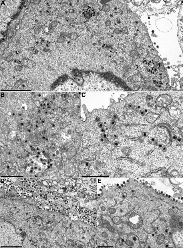 FIG.6.