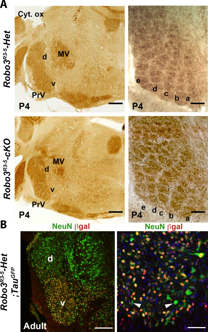 Figure 1—figure supplement 1.