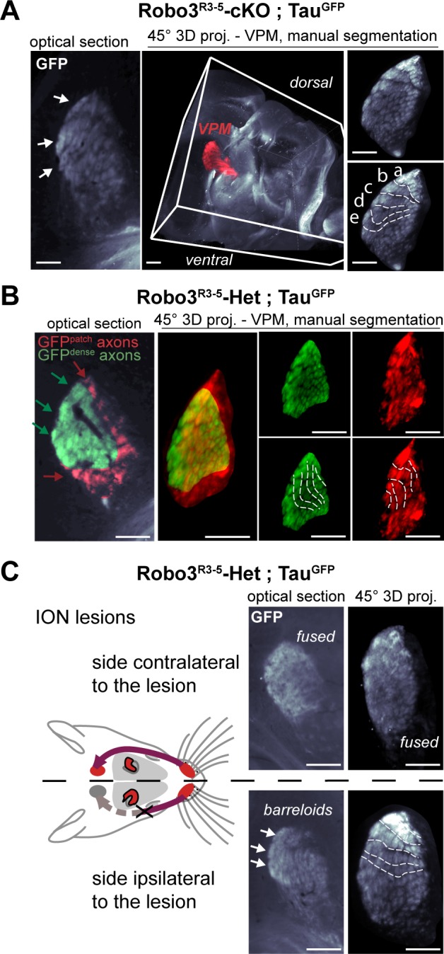 Figure 3—figure supplement 1.