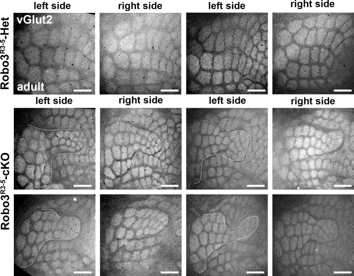 Figure 5—figure supplement 1.