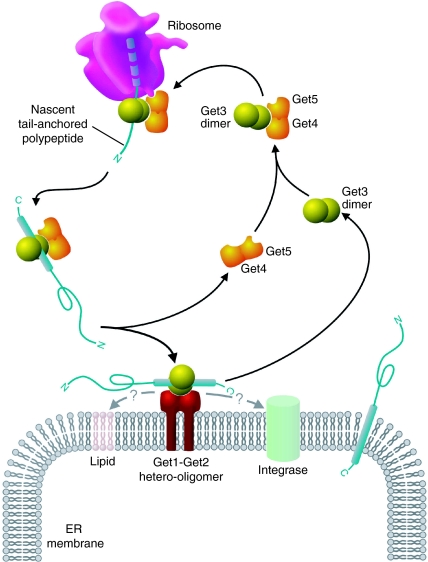 Fig. 4.