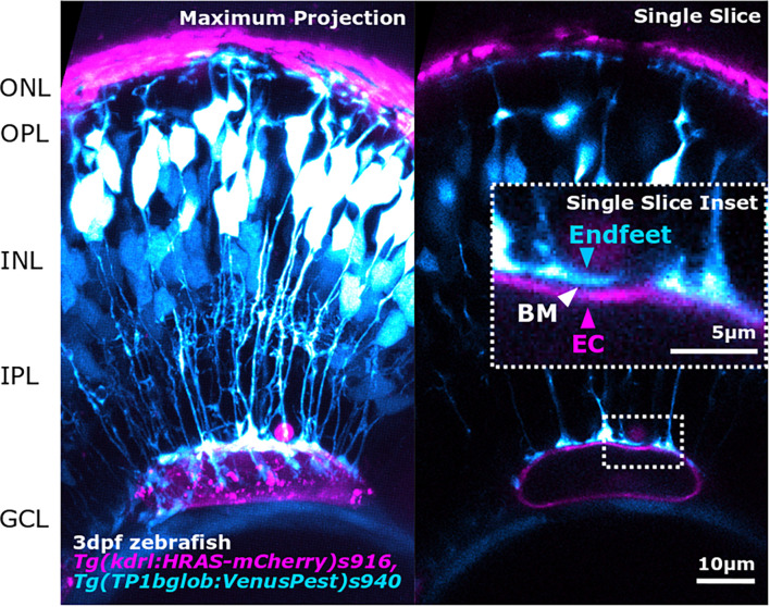 FIGURE 3