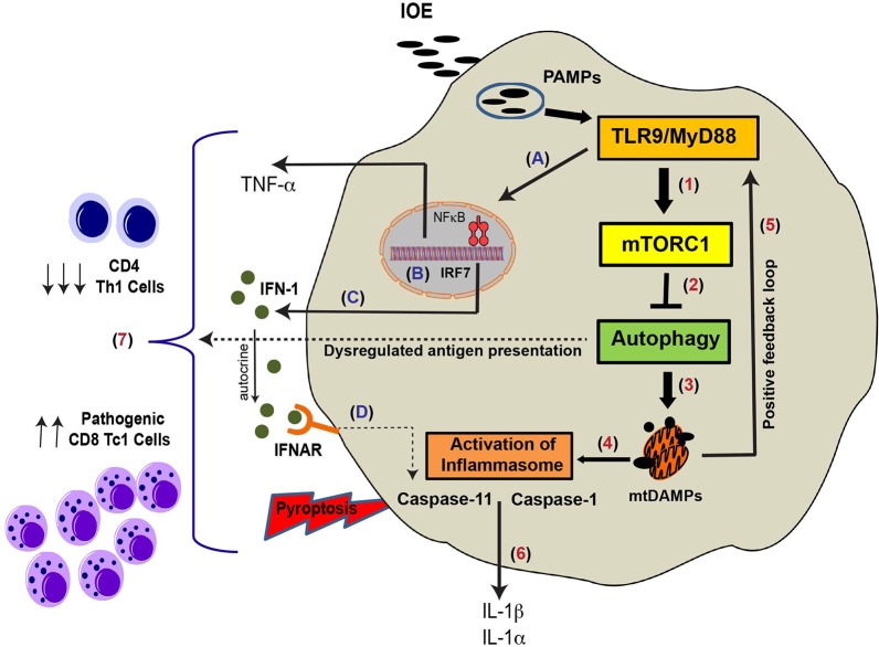 Fig 10