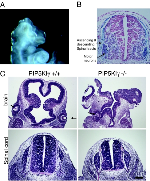 Fig. 5.