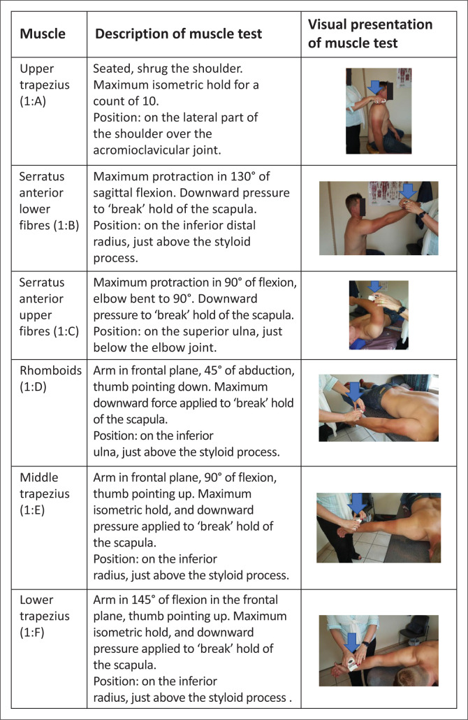 scapular-force-couple-ratios-in-healthy-shoulders-an-observational