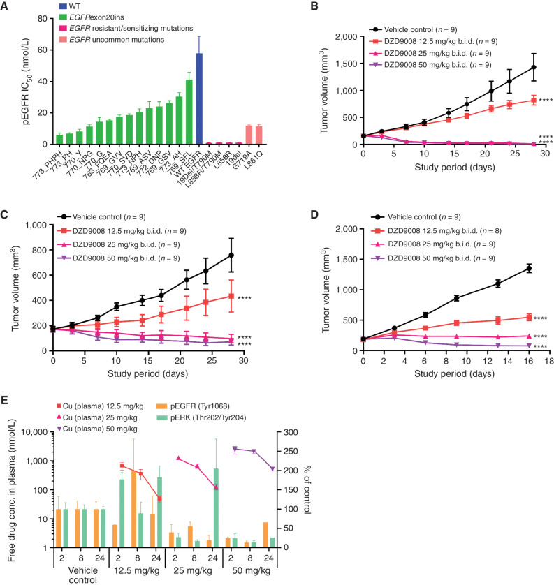 Figure 2. In vitro and in vivo antitumor activity of sunvozertinib in EGFR exon20ins, sensitizing mutation, or resistant mutation cell lines and animal models. A, The cellular activity of sunvozertinib on EGFR exon20ins, sensitizing mutation or resistant mutation versus wild-type EGFR, shown as pEGFR IC50. Cell lines carrying EGFR exon20ins were treated with sunvozertinib at a series of concentrations for 4 hours, and then pEGFR (Tyr1068) was measured with MSD SECTOR Imager. In the A431 cell line carrying wild-type EGFR, after compound treatment for 4 hours, cells were stimulated with 100 ng/mL of recombinant human EGF for 10 minutes before lysis. The potency in each cell line was the average value from three biologically independent experiments. Data, mean ± SEM. A one-way ANOVA test was used for comparison with wild-type EGFR. **, P < 0.01; ****, P < 0.0001. B, Antitumor activity of sunvozertinib in the PDX model LU0387 carrying EGFR exon20ins insNPH. C, Antitumor activity of sunvozertinib in the PDX model LU3075 carrying EGFR exon20ins insDNP. D, Antitumor activity of sunvozertinib in the A431 xenograft model expressing wild-type EGFR. Tumor volume in the different treatment groups at the endpoint was performed by two-way ANOVA. *, P < 0.05; ***, P < 0.001; ****, P < 0.0001. b.i.d.: twice daily. E, PK/PD relationship of sunvozertinib in the PDX LU3075 model. The pEGFR (Tyr1068) and pERK (Thr202/Tyr204) expression in tumor tissues was detected by IHC and normalized to the vehicle control group. Each time point had tumor tissues from three mice to detect pEGFR or pERK signal, except time point of 24 hours in the 50 mg/kg group, which included only one mouse due to complete remission of tumor nodules in some mice. pEGFR: phosphorylated EGFR; pERK: phosphorylated ERK. DZD9008 = sunvozertinib.