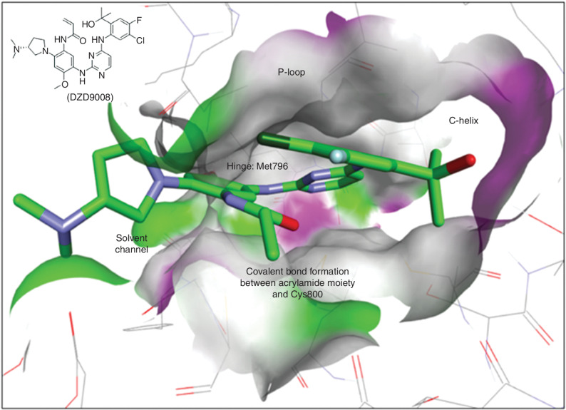 Figure 1. Modeling of sunvozertinib with EGFR exon20ins 770_NPG (PDB code: 4LRM). Key interactions of sunvozertinib with EGFR proteins include (i) bidentate interactions of aminopyrimidine with a hinge (Met796); (ii) acrylamide group forms an irreversible covalent bond with Cys797; (iii) 2-hydroxypropan-2-yl group occupy space next to c-helix; (iv) polar interaction of dimethylaminopyrrolidine with solvent channel residues. Green: carbon; purple: nitrogen; red: oxygen; dark green: chloride; light blue: fluorine. Colors on the protein surface represent the ATP-binding pocket and are for clarity only.