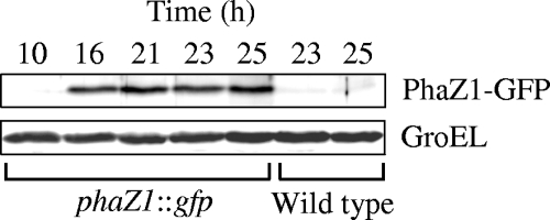 FIG. 7.