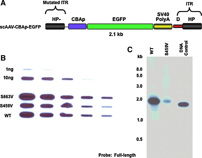 FIG. 1.