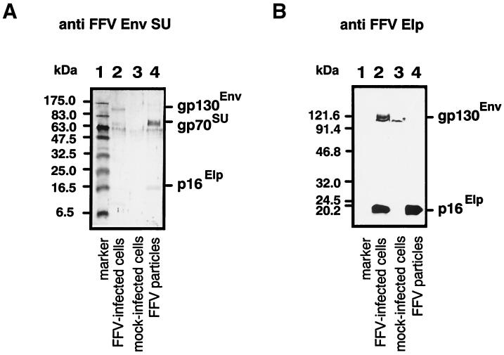 FIG. 5