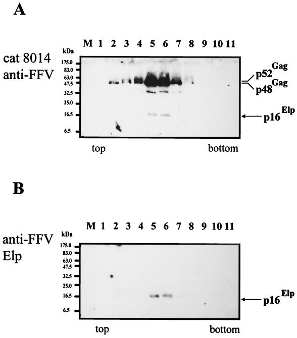 FIG. 6