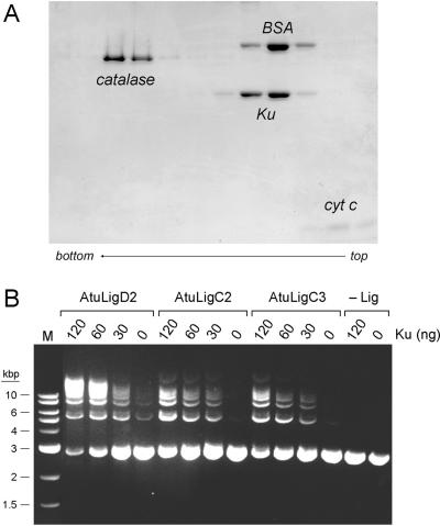 Figure 9.