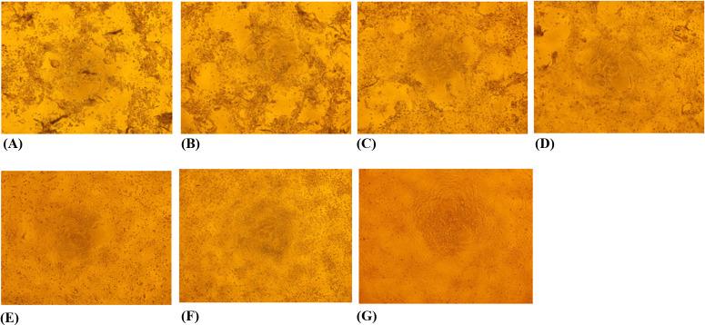 Cell cultures were stained with a color reagent. Different frames likely represent various experimental conditions, depicting varying degrees of cell density and morphology across the samples.