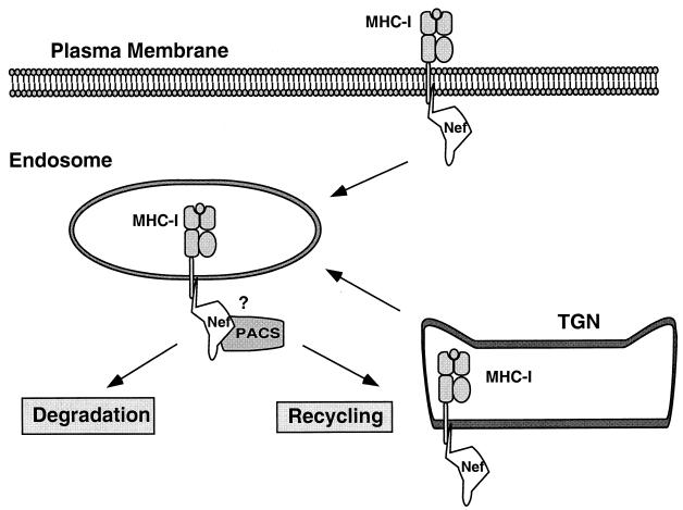 FIG. 7.