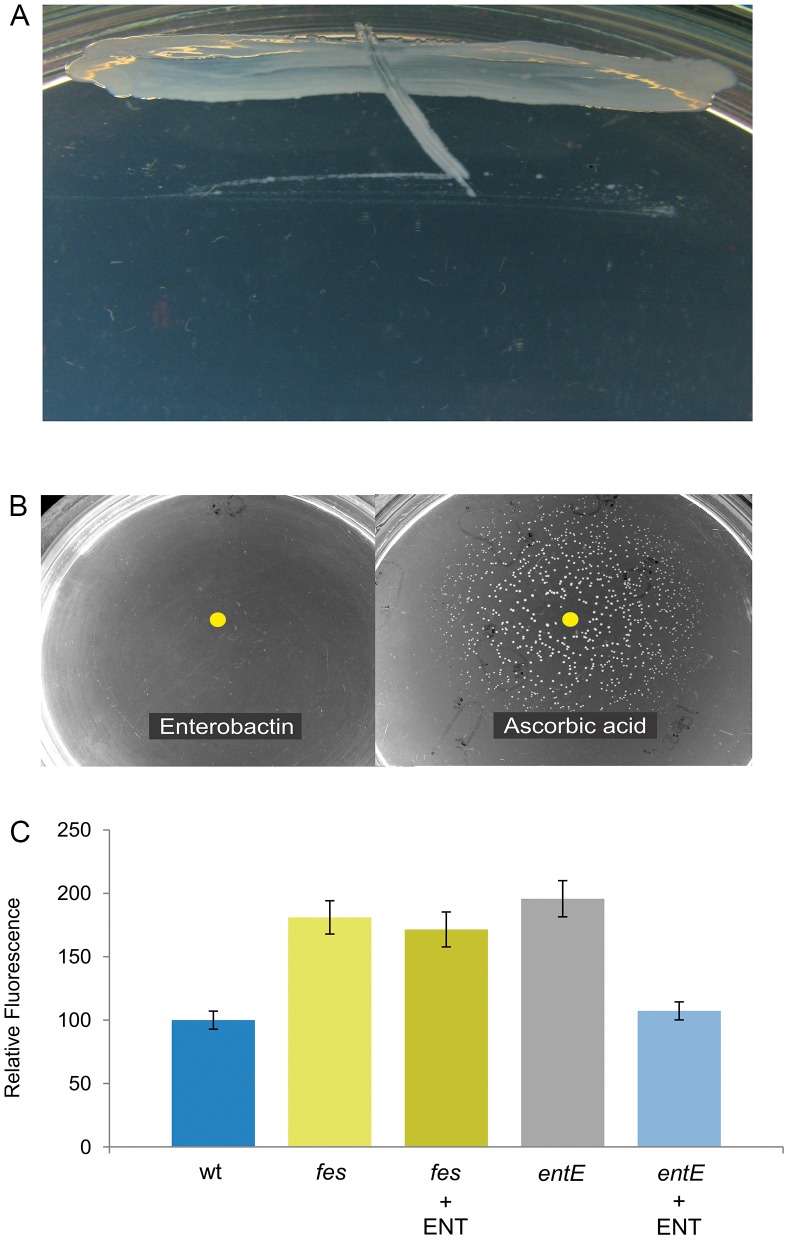 Figure 7