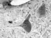 F<sc>ig</sc> 2.