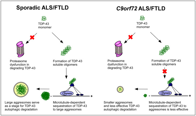 Graphical Abstract