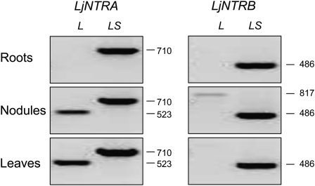 Figure 7.