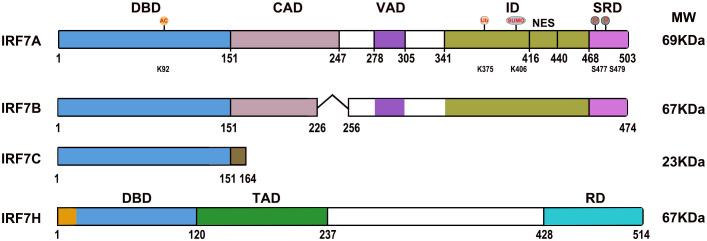 Figure 1