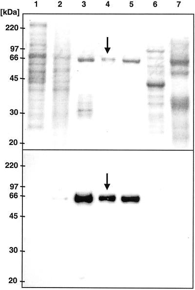 Fig 5.