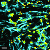 Fig 2.