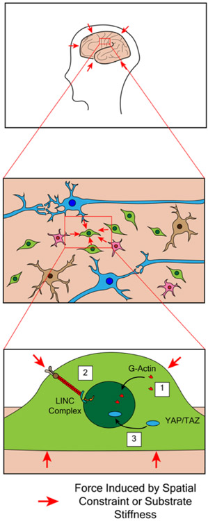 FIGURE 3