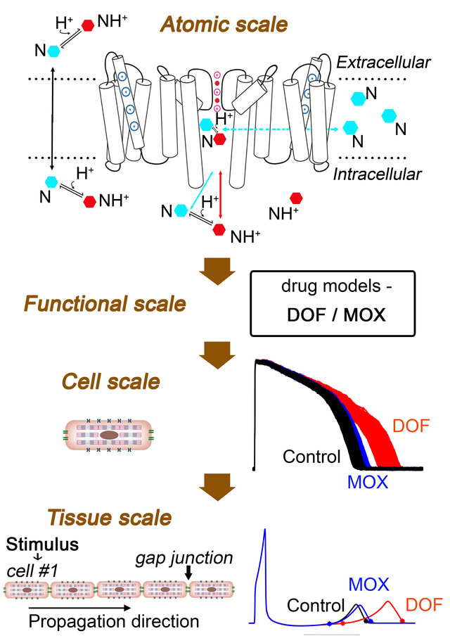 graphic file with name nihms-1566229-f0009.jpg