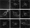 Fig. 14