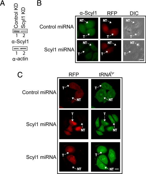 Figure 14.