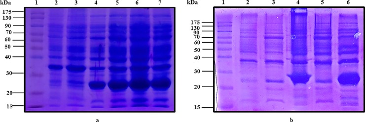 Fig 6