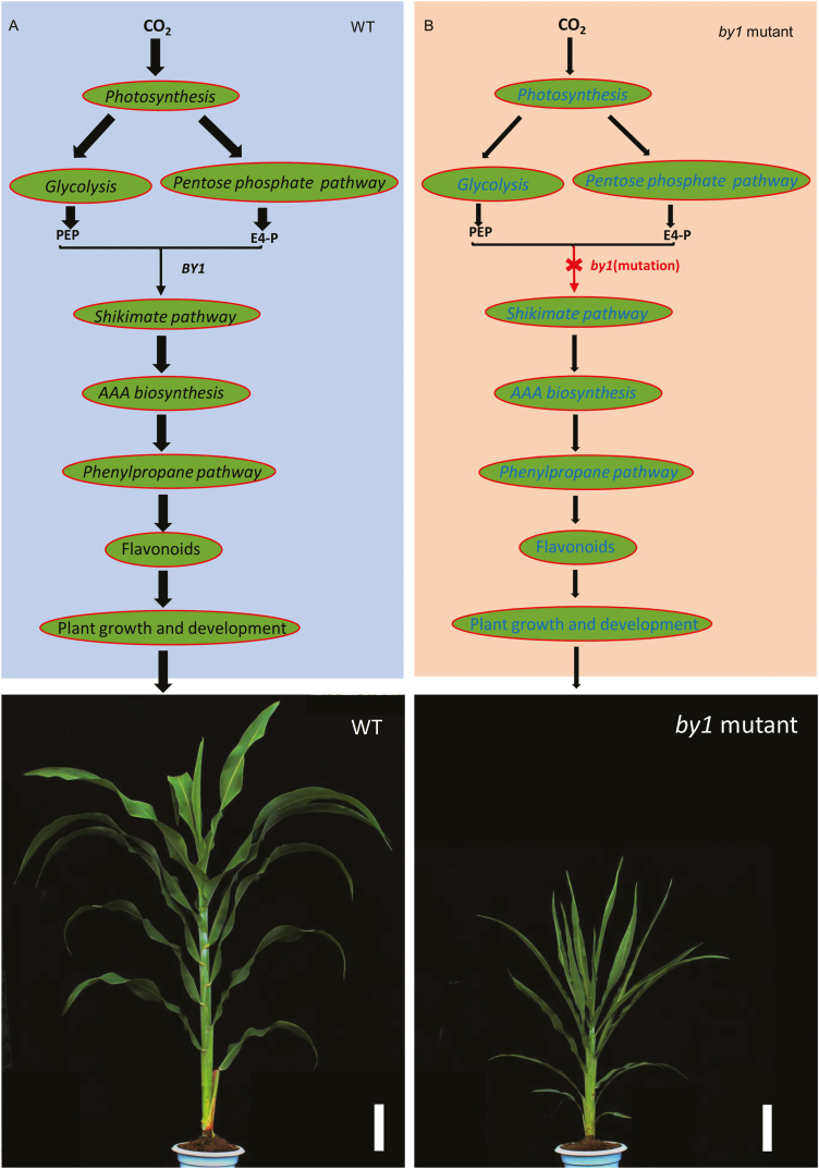 Fig. 7.